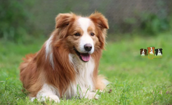 A Beautiful Australian Red Prince