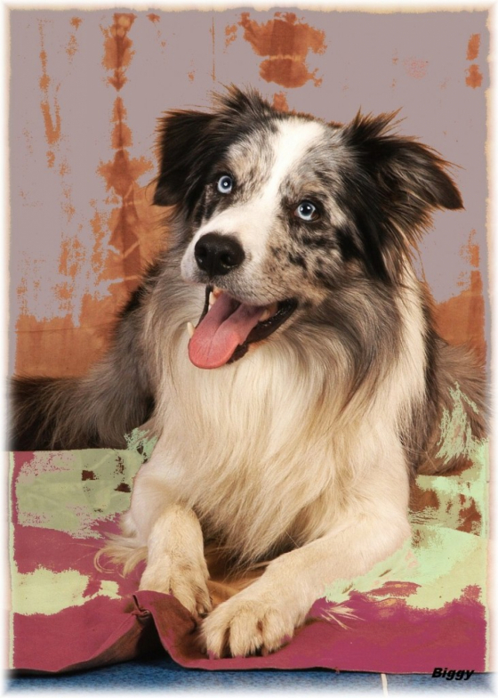 Bewick Swift Z Cernobilych