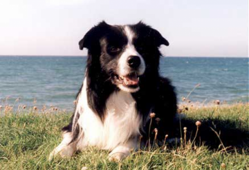 Pikkupaimenen Living Legend