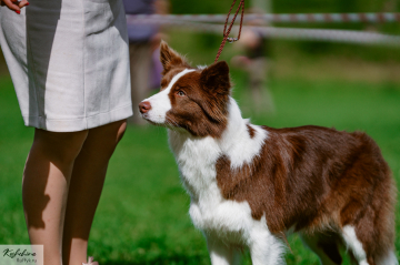 Ice Guard Shasta Magic