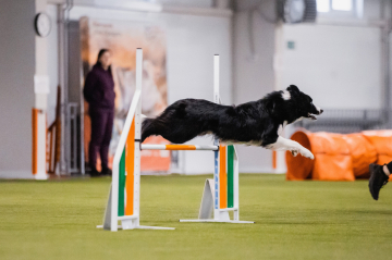 Aperol Spritz von den Hundtastischen Wolfen