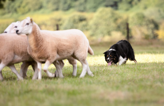 A'King of Hearts Suicide Kings