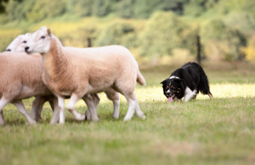 A'King of Hearts Suicide Kings