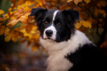 Titoria Shining Soul