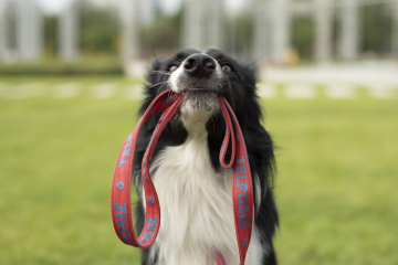 Amarok In Black Style