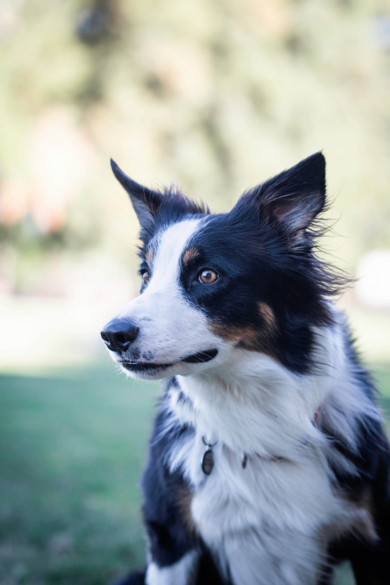 Askenhill Mav'rik Trigger Of Thrill