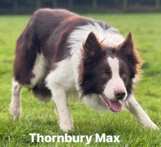 Thornbury Max