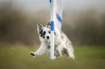 Eevee Z Lesnej Gromady