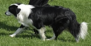 Ajsza Stajnia Sadyba