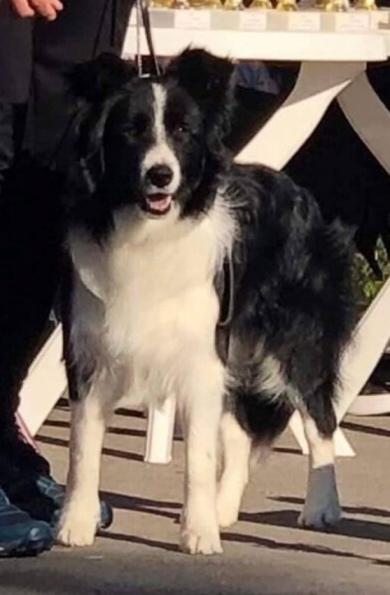 Ajakos Z Pocztowej Border Collie