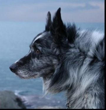 Amig Agility & Sheepdogs Castle