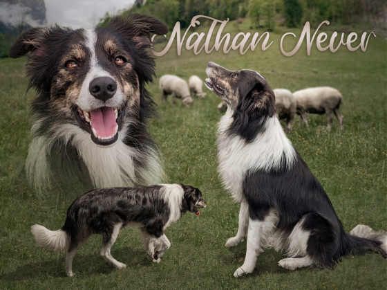 Nathan Never Di Petrademone