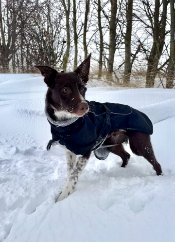 Eager Lemon Stars Power Dogs