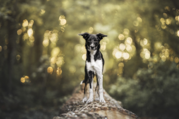 Summerblossom Cookielicious