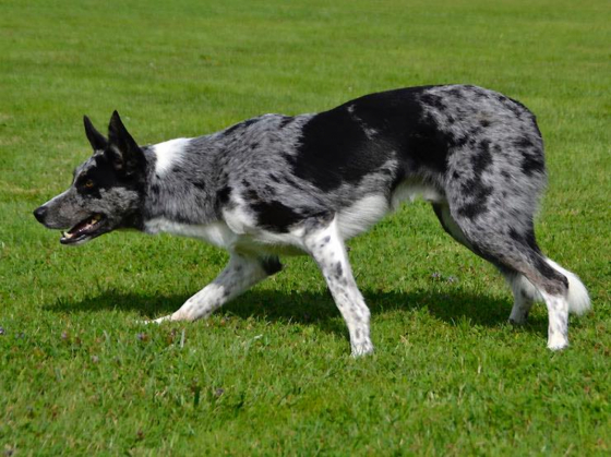 Mawlch Cassius