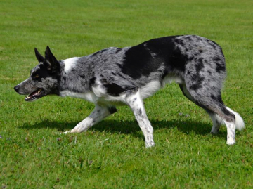 Mawlch Cassius