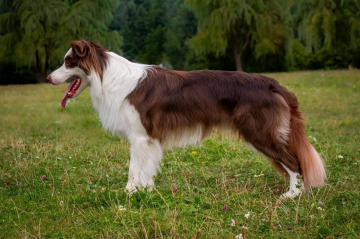 Charlie Cheerful Breeze