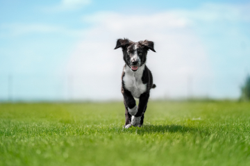 Divine Madness I Am Kyuuketsuki Born For You