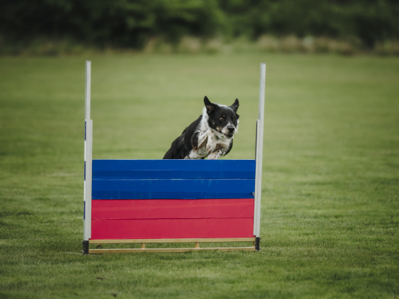 Michio Spirit of Ecstasy