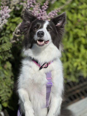 Das Lieber Hund Very Loyal Heart