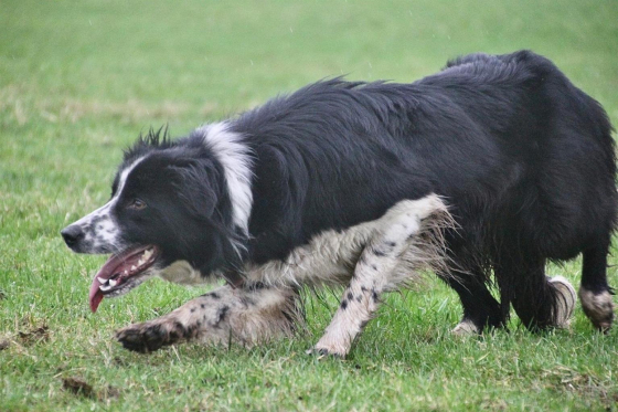 Dunchailleann Play