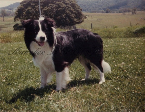 Rosebrook Shar Maroo