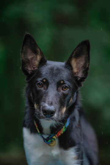 Ebony Nose Ozzy Osbourne