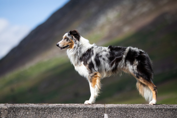 Doggone Jolly's Paint The Way