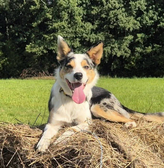 A-Ha Take On Me Bonnie Scotland