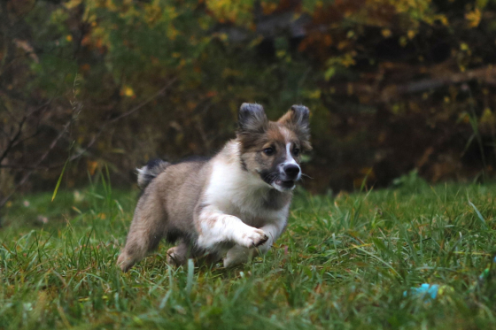 Gobi Von Der Espenstrasse
