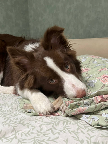 Ice Guard Replay Game