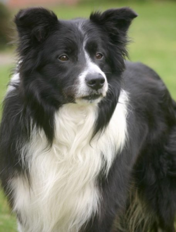 Charouska Ego Tripper