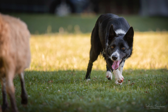 Earl Ezra di Montefame