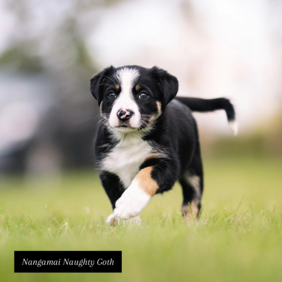 Nangamai Naughty Goth