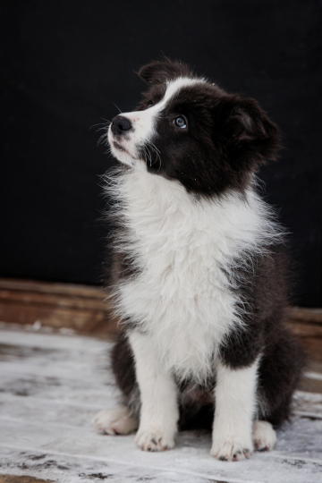 Rutagor Charuyushchaya Melodiya Vetra