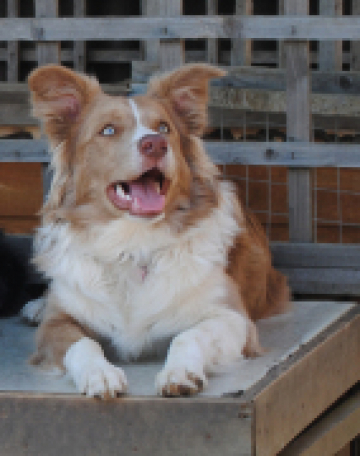 Marshonelle Howdylicious