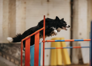 Amarok In Black Style