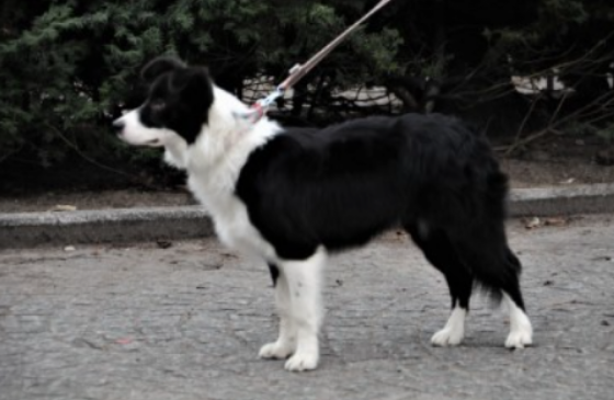Briskness Silla Sipuli