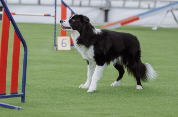 Brilliance Agile Vortex Winner