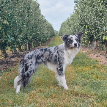 Go & Shine Smok Shepter