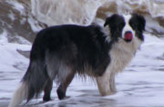 Marshonelle Nobody's Fool