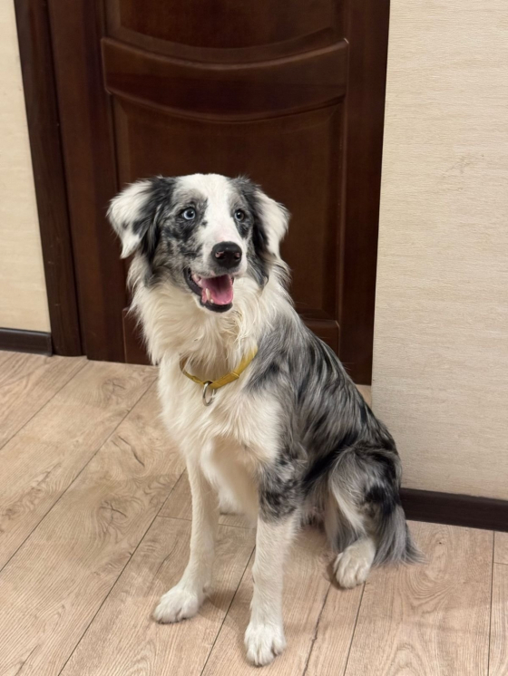 Fairy Ray Of The Sun