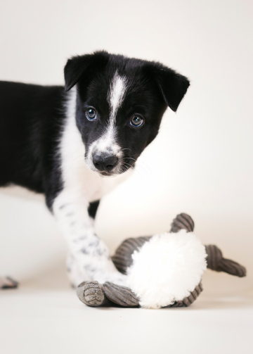 Miriantes Vitis Vinifera