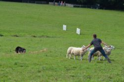 Hoeppi des Plateaux du Haut Doubs