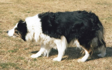 Lassie Of Charouska