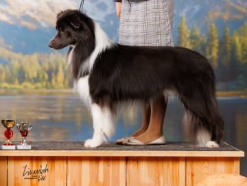 Key Project Blueberry Muffin