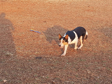 Wendy Of New Dog's Ranch Nf