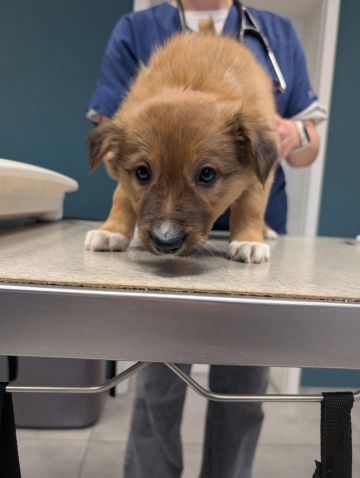 Yeti From Flying Colors Borders