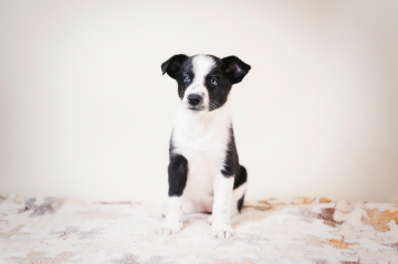 Miriantes Victoria Asti