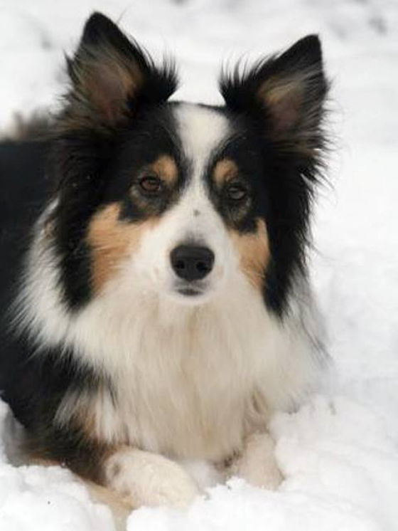 Pythagoraan Wild Trick